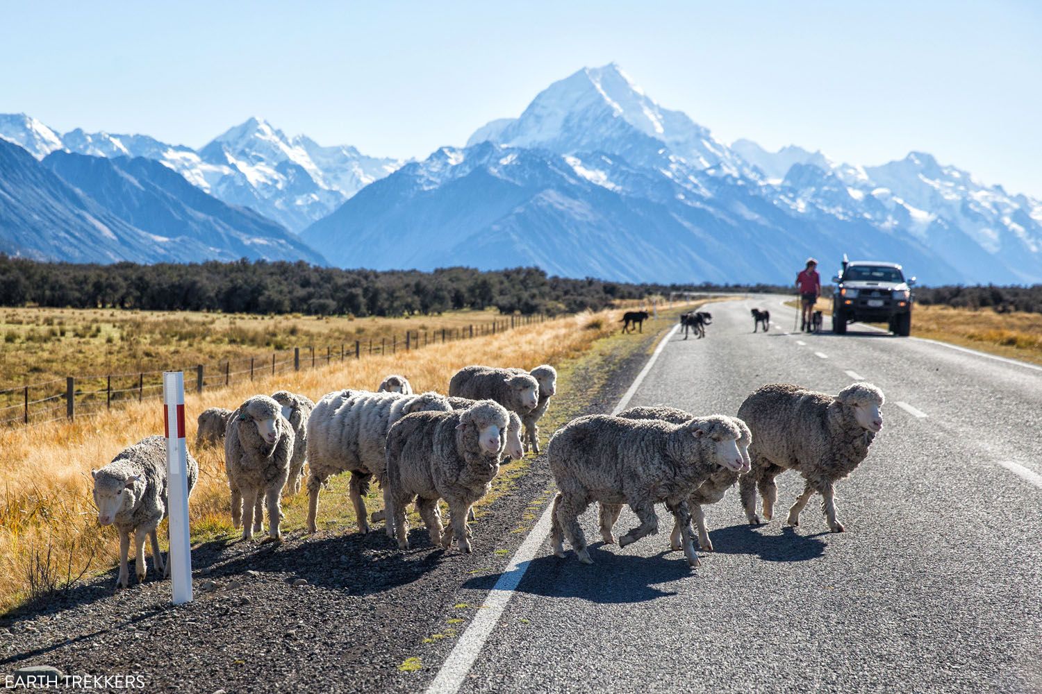 Sheep Mount Cook New Zealand | Best Things to Do on the South Island