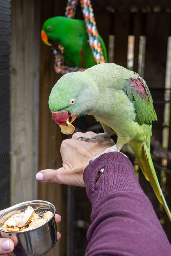Feeding a Parrot