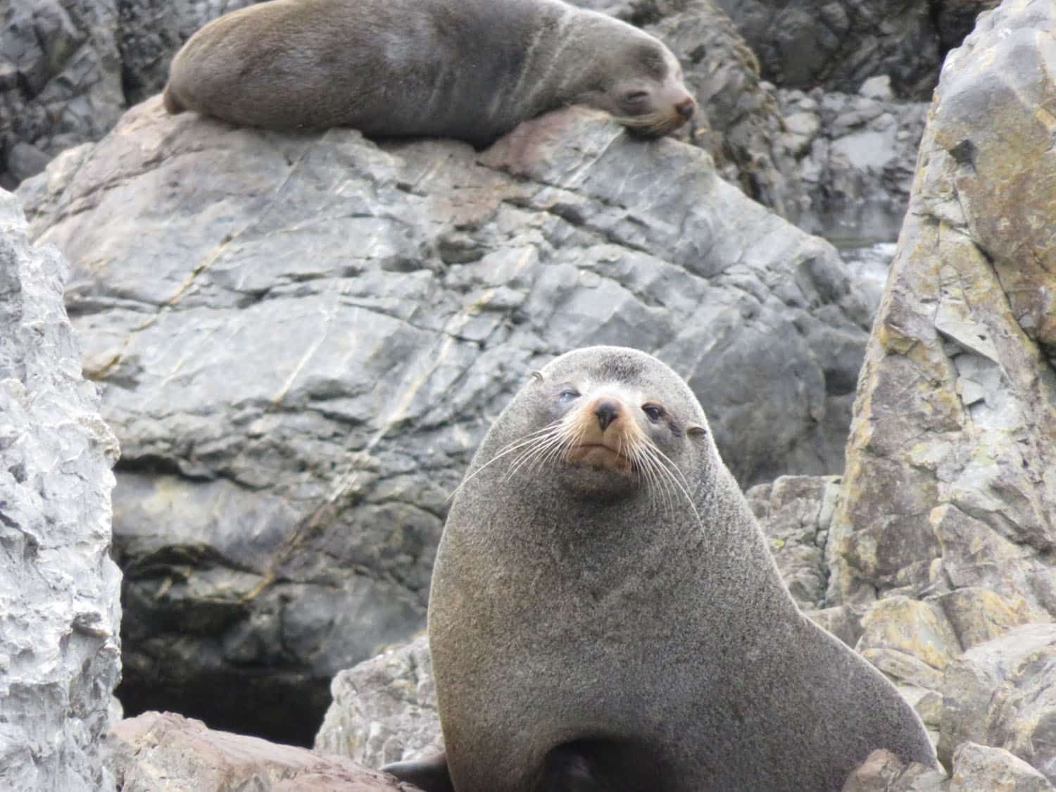 Seals at Red Rocks