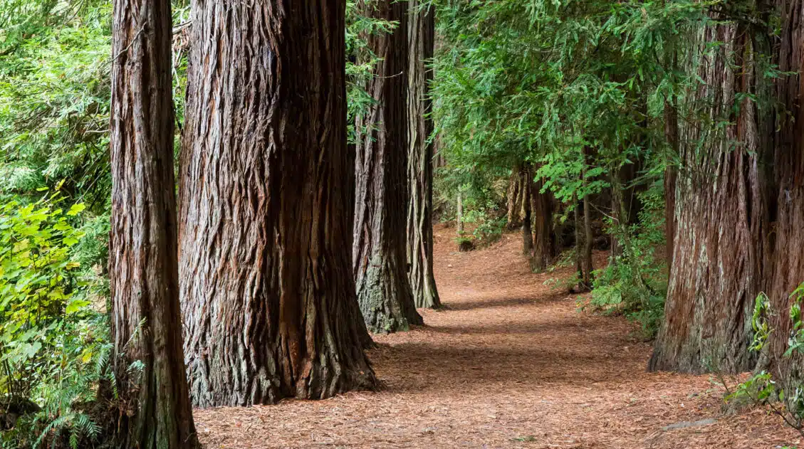 Things to Do in Rotorua