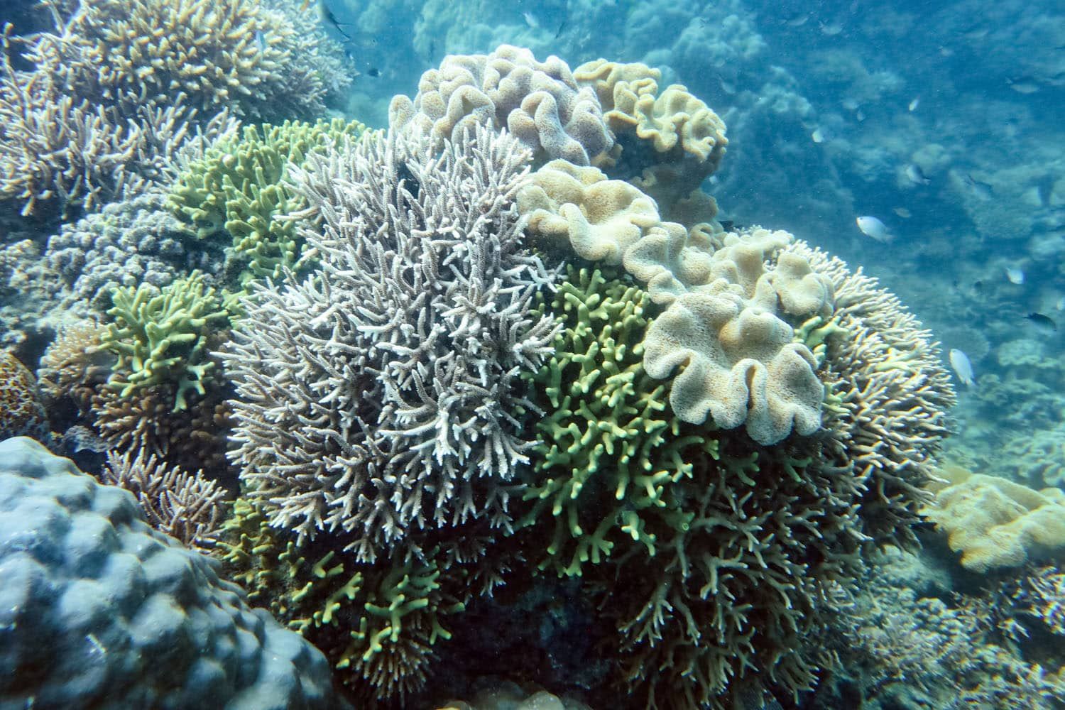 Great Barrier Reef Coral Photo