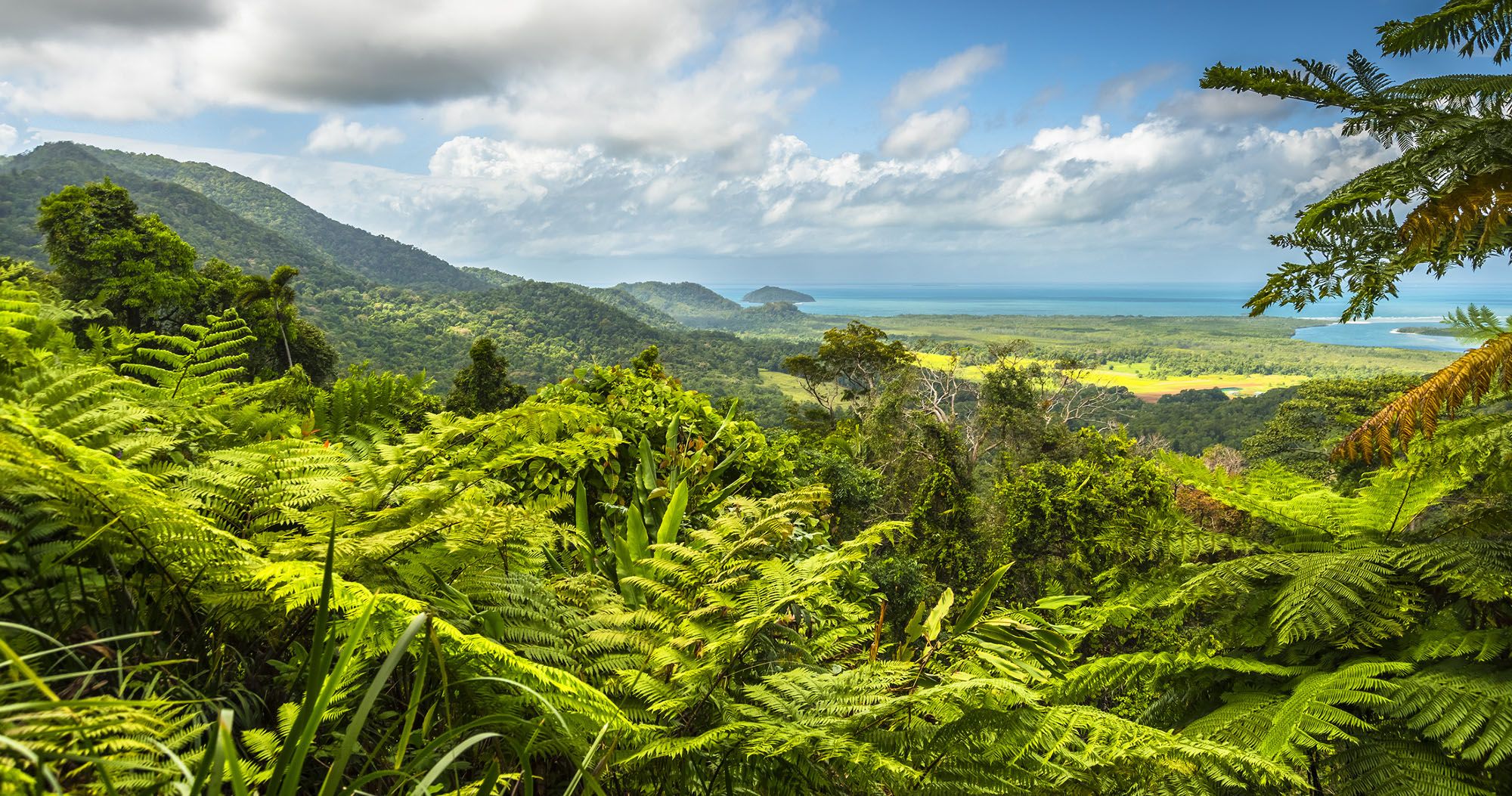 Daintree Forest Things to Do