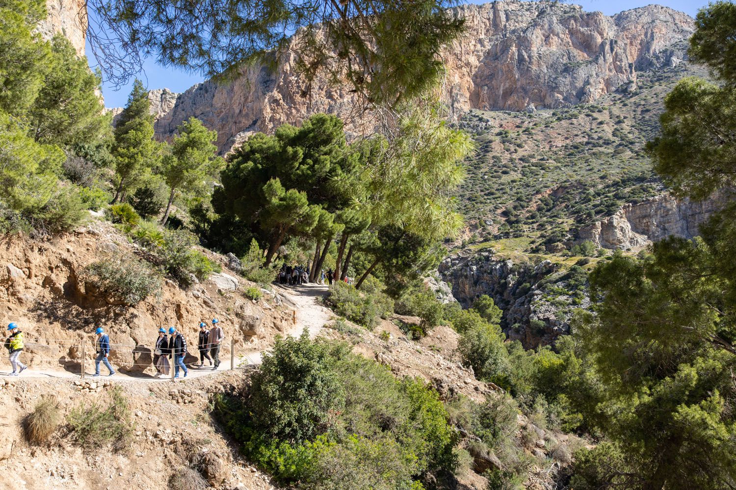 Caminito del Rey Trees