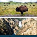 Yellowstone’s animals may look peaceful, but they’re wild and unpredictable. Each year, visitors are injured because they get too close. Follow these essential safety rules: Keep your distance: Stay at least 100 yards (91 m) away from bears and wolves, and 25 yards (23 m) away from all other wildlife. Never approach, feed, or touch animals. Feeding wildlife is illegal and can cause harm to both people and animals. Stay in your vehicle if animals are nearby, especially bison and bears. Carry bear spray and know how to use it; it’s as essential as your camera in Yellowstone. Hike in groups and make noise to avoid surprising wildlife on trails. Store food properly. Use bear-proof storage boxes at campsites and never leave food or scented items in your tent. Obey rangers and warning signs. They’re there for your safety and for the protection of the animals.