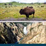 Yellowstone’s animals may look peaceful, but they’re wild and unpredictable. Each year, visitors are injured because they get too close. Follow these essential safety rules: Keep your distance: Stay at least 100 yards (91 m) away from bears and wolves, and 25 yards (23 m) away from all other wildlife. Never approach, feed, or touch animals. Feeding wildlife is illegal and can cause harm to both people and animals. Stay in your vehicle if animals are nearby, especially bison and bears. Carry bear spray and know how to use it; it’s as essential as your camera in Yellowstone. Hike in groups and make noise to avoid surprising wildlife on trails. Store food properly. Use bear-proof storage boxes at campsites and never leave food or scented items in your tent. Obey rangers and warning signs. They’re there for your safety and for the protection of the animals.