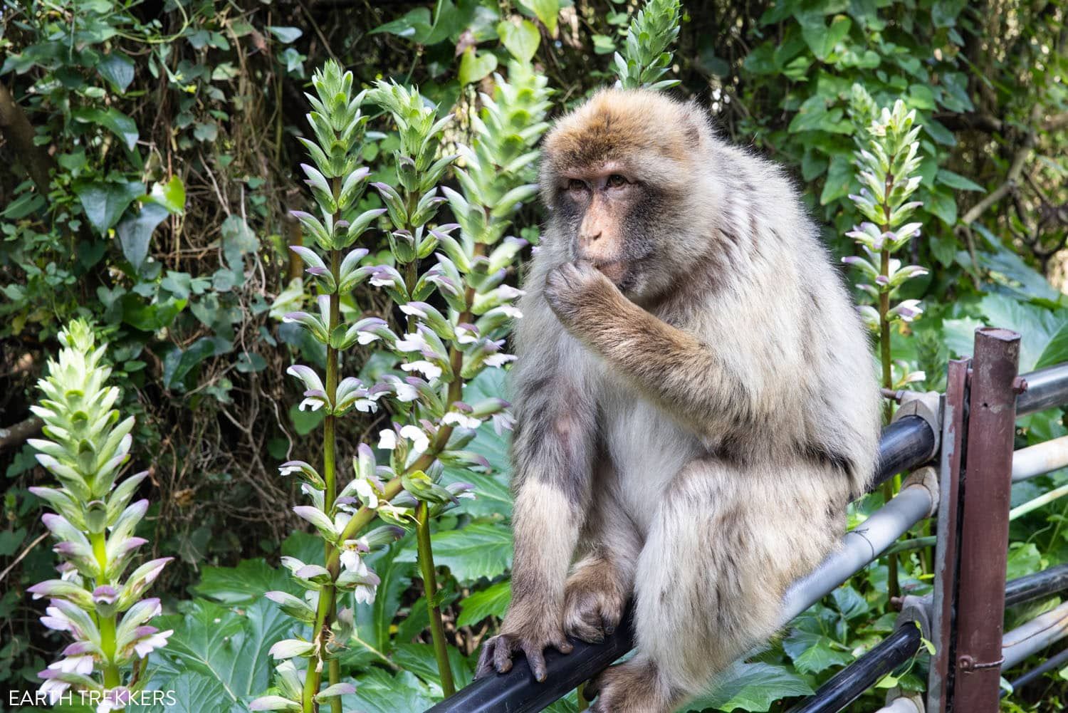 Gibraltar Macaque