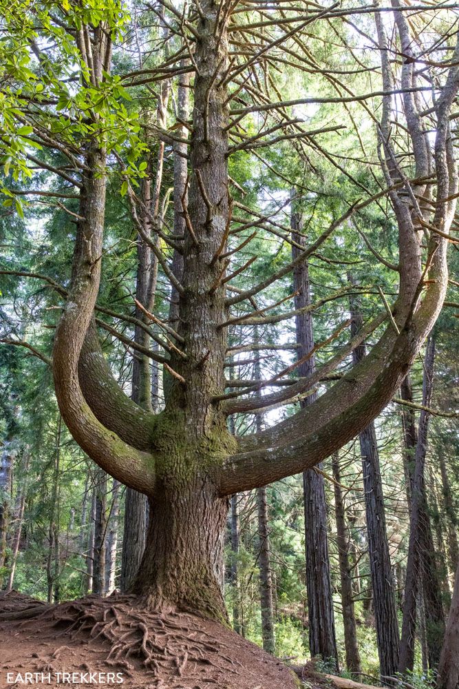 Levada do Caldeirão Verde Tree
