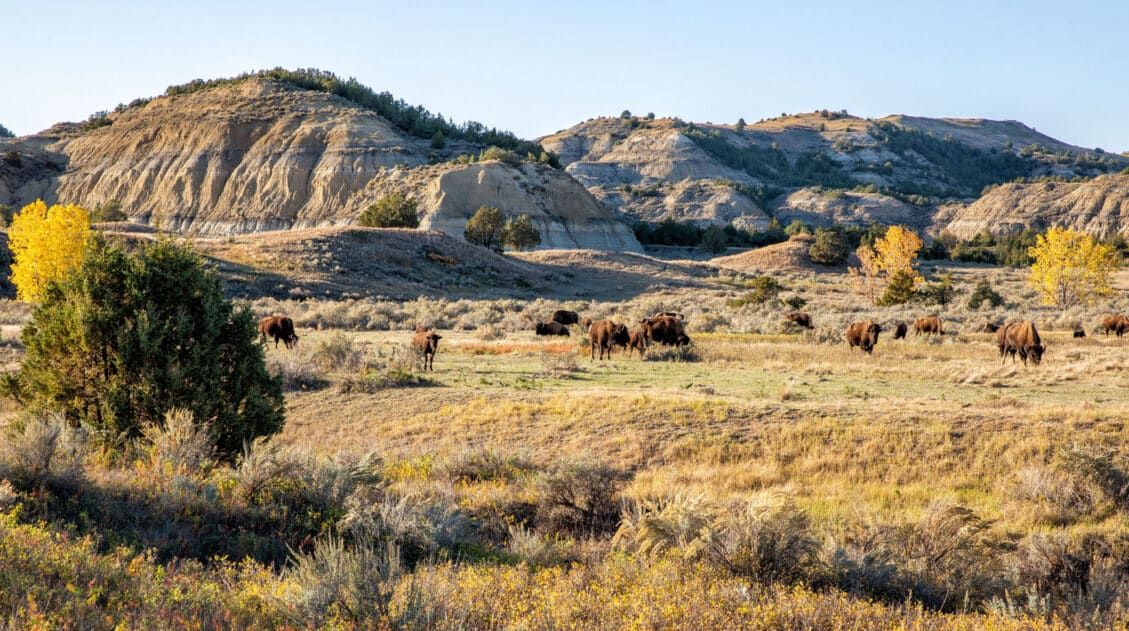 Theodoro Roosevelt National Park