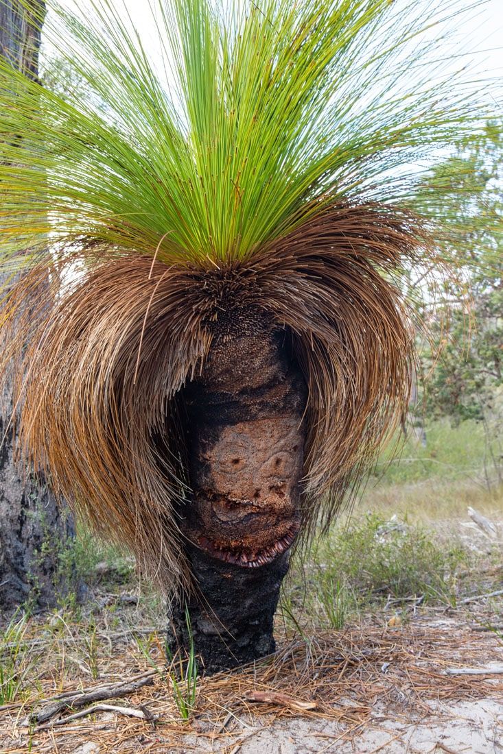 Funny Tree Tasmania Australia