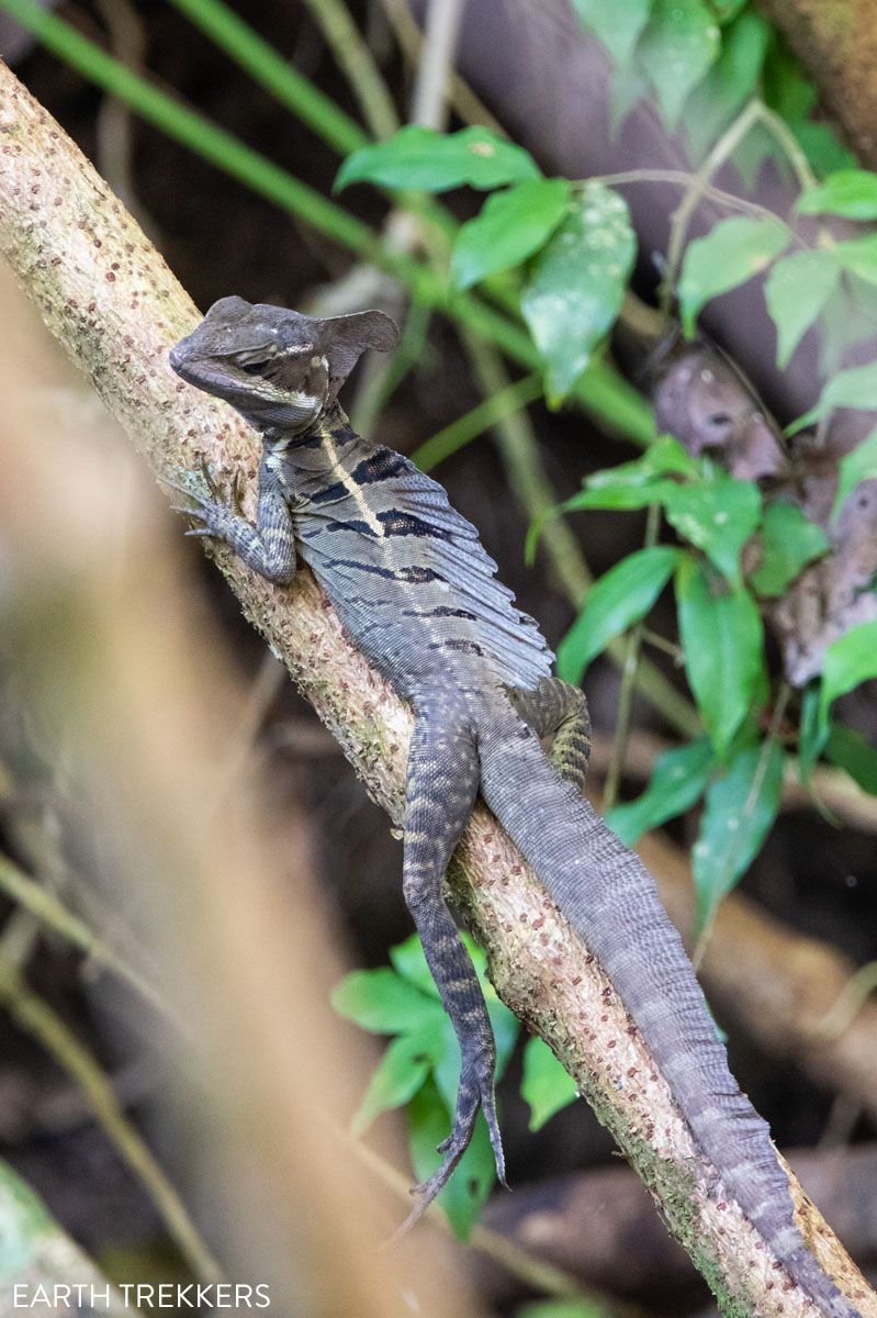 Basilisk Costa Rica