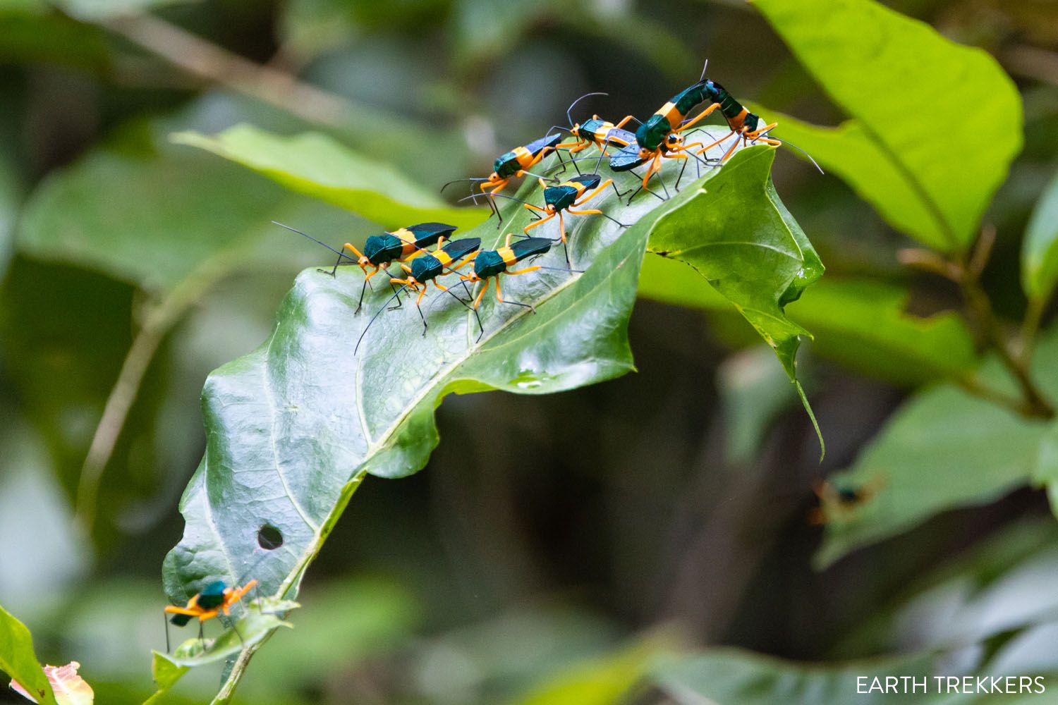 Black and Orange Insect Costa Rica
