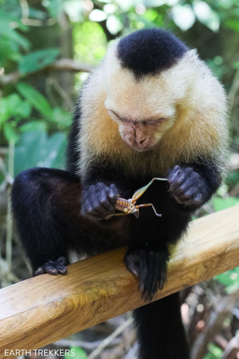 Capuchin Monkey with Grasshopper