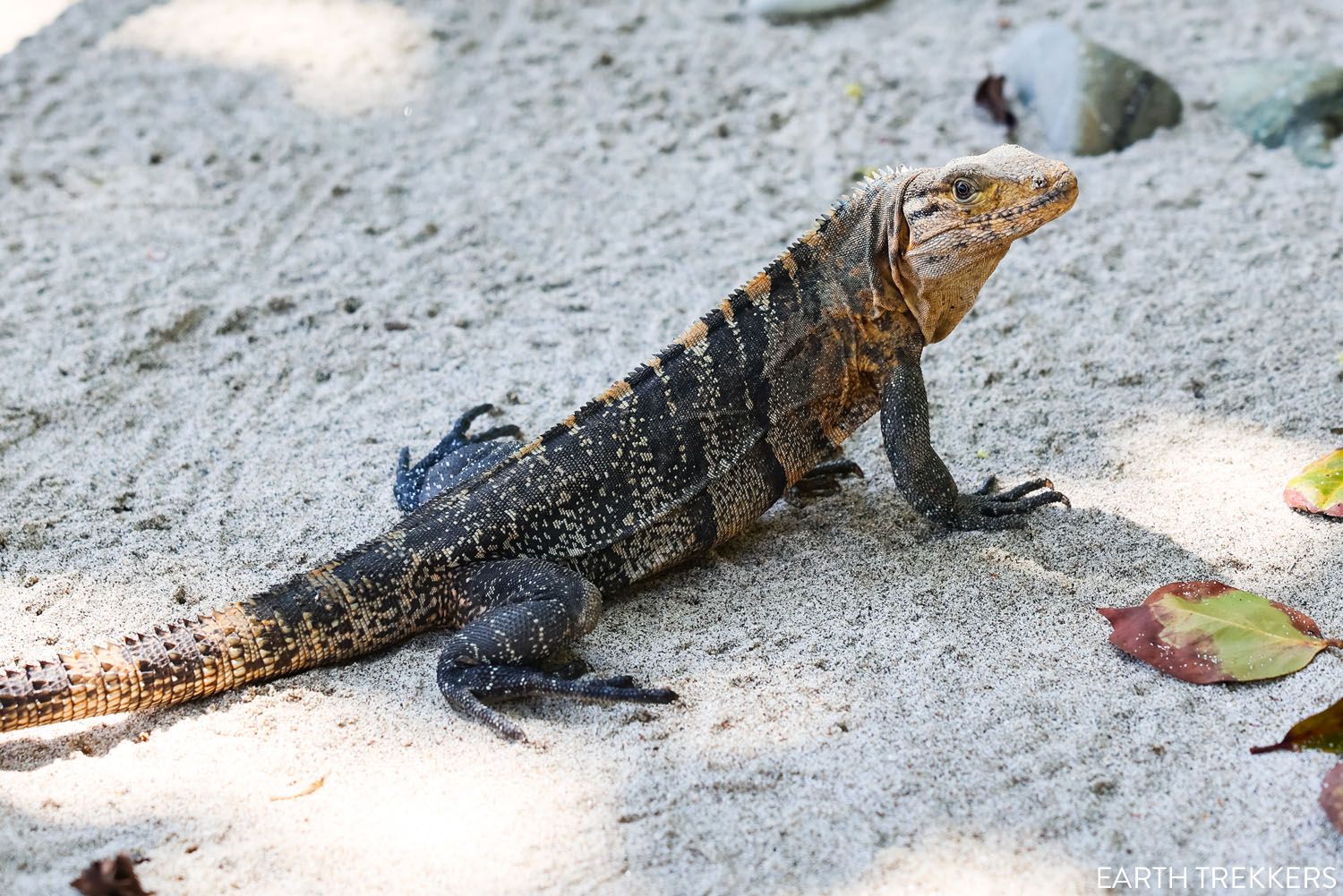 Iguana Costa Rica