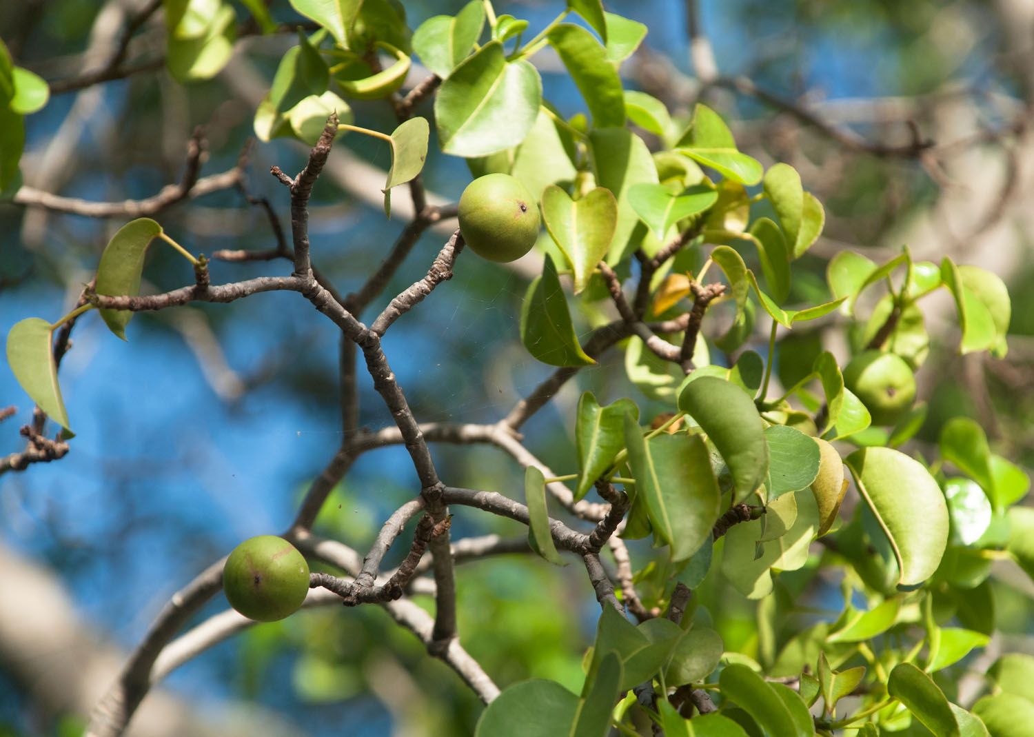 Manchineel Tree