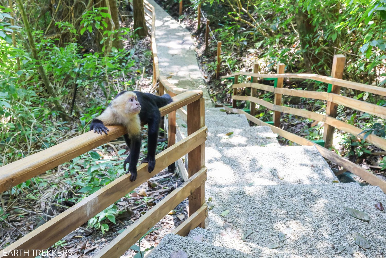 Manuel Antonio Trail with Monkey