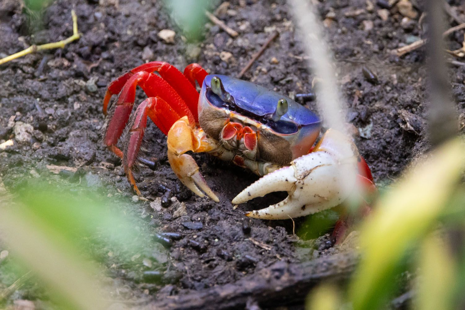 Red Land Crab Costa Rica