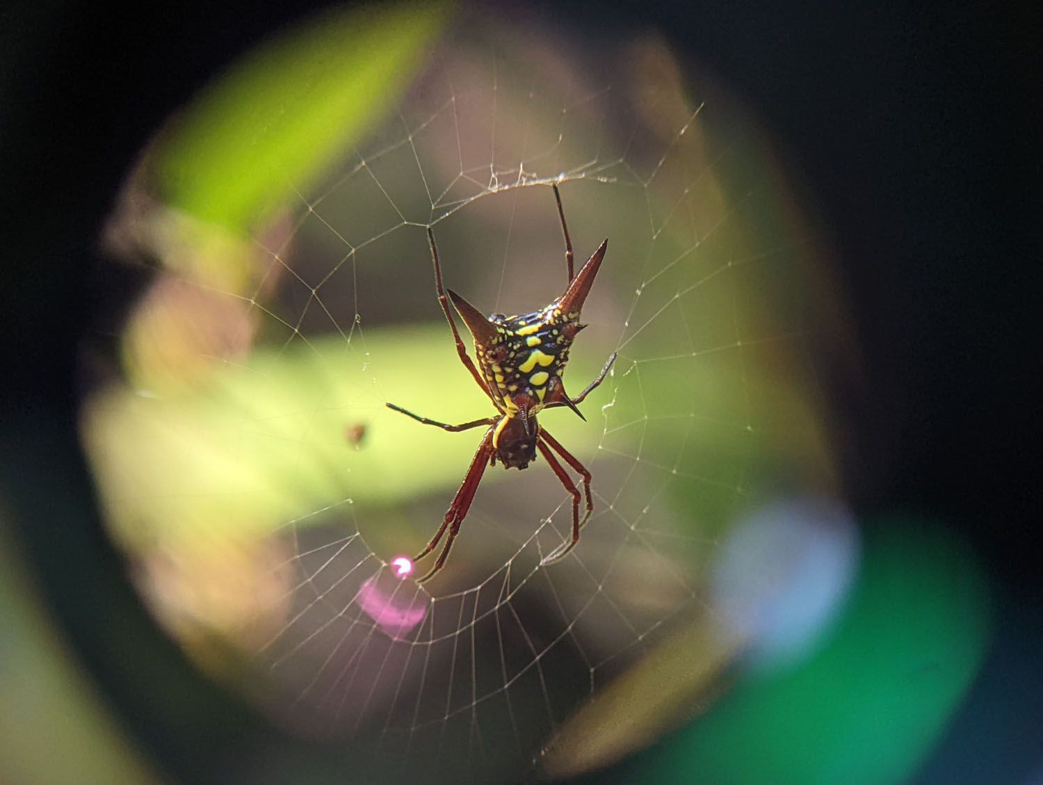 Spider through the Scope