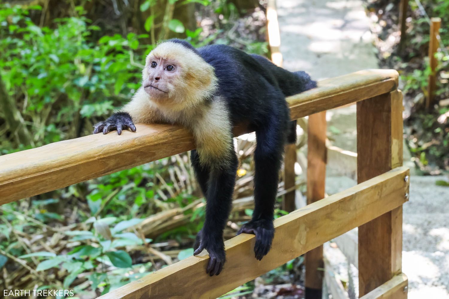 White Faced Capuchin Monkey Photo