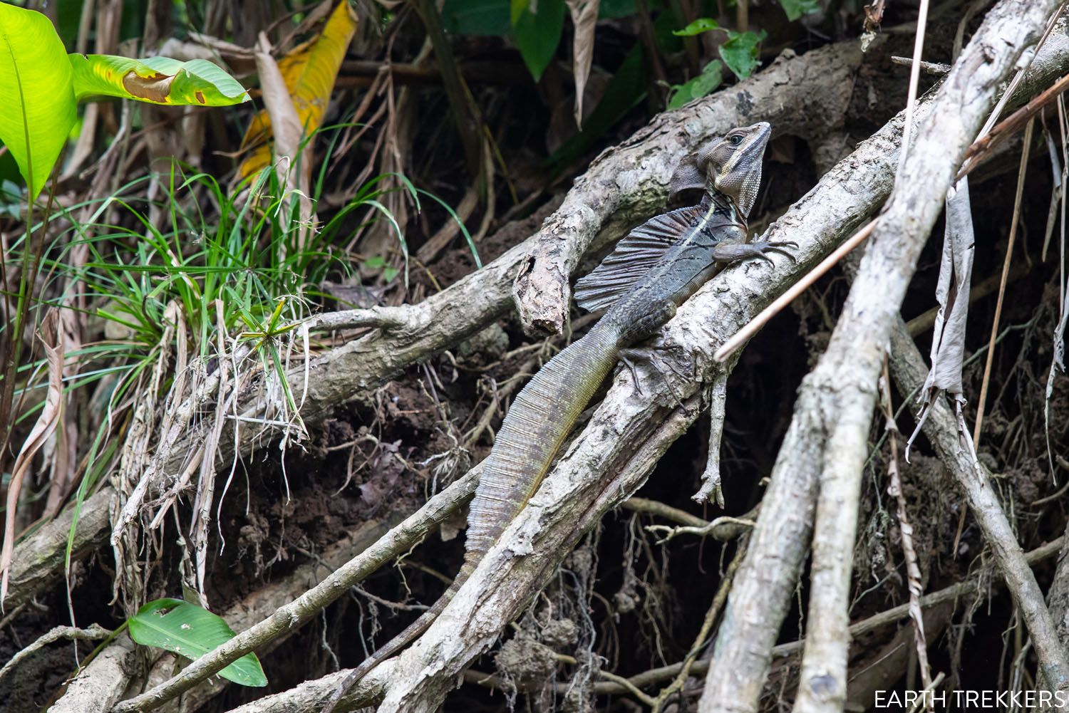 Basilisk Costa Rica