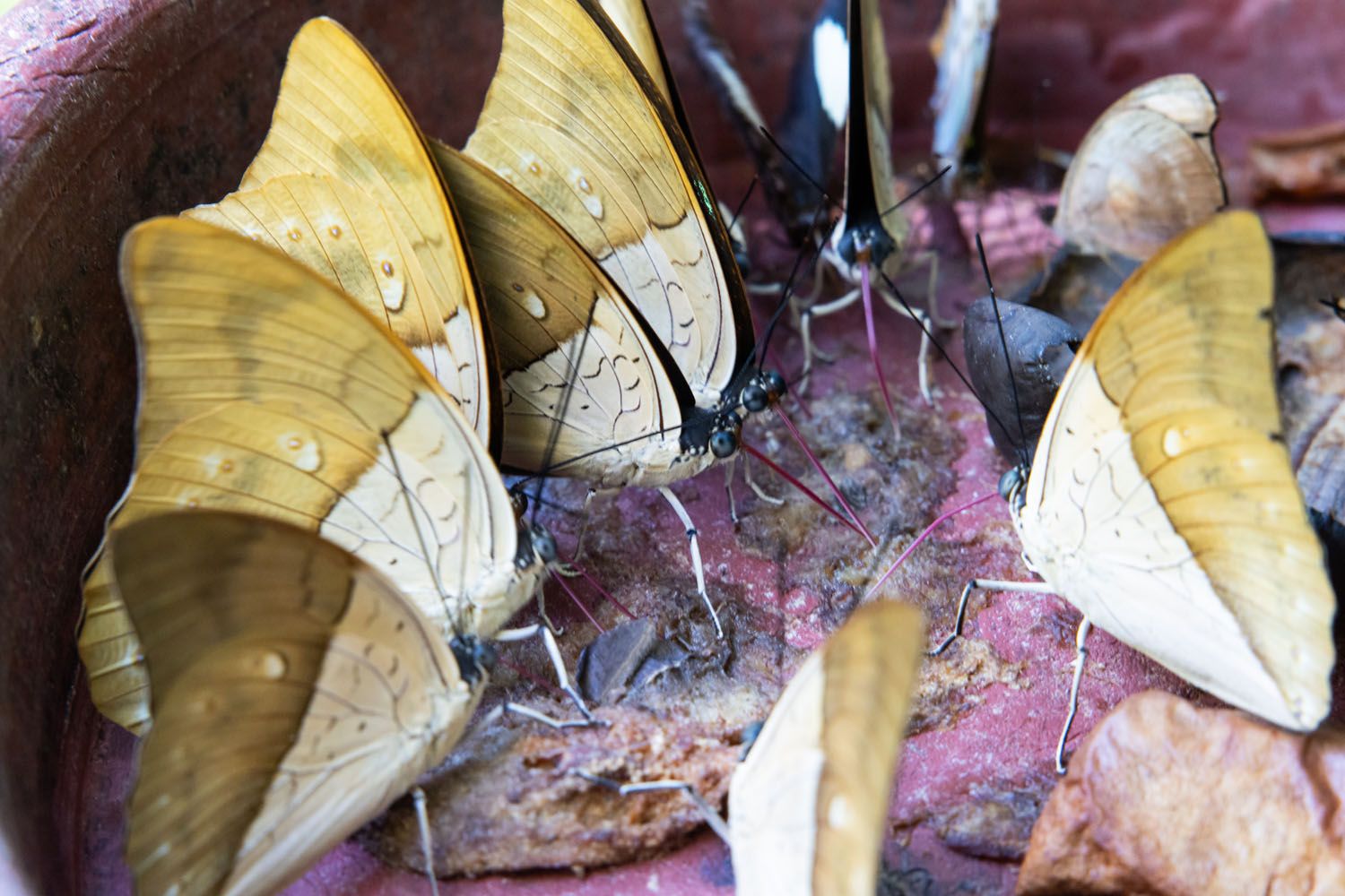 Butterfly Garden Costa Rica