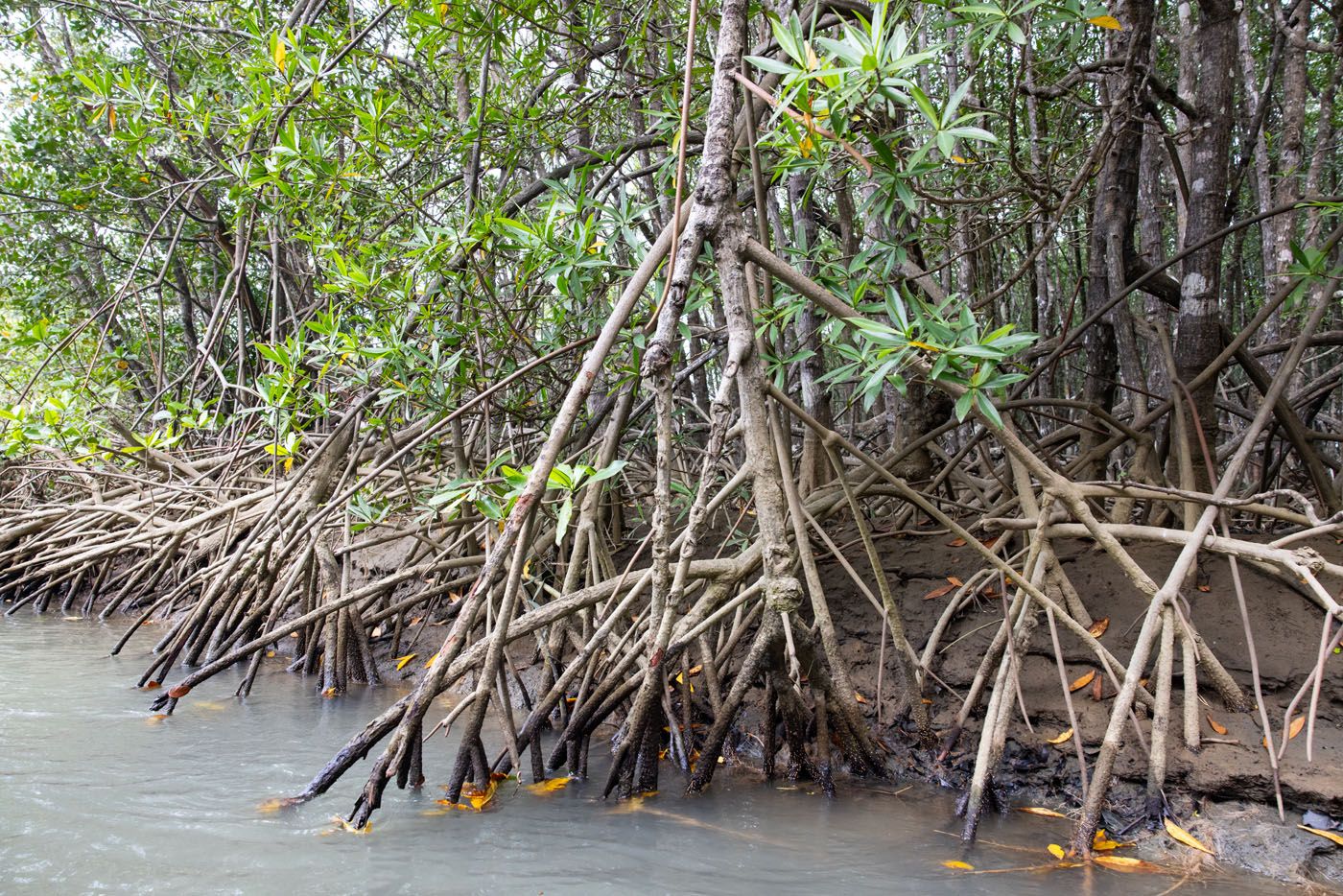 Costa Rica Mangroves