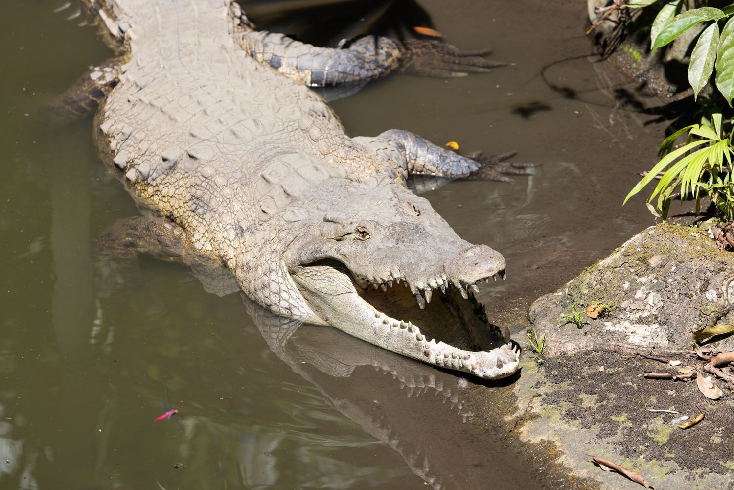 Crocodile Manuel Antonio