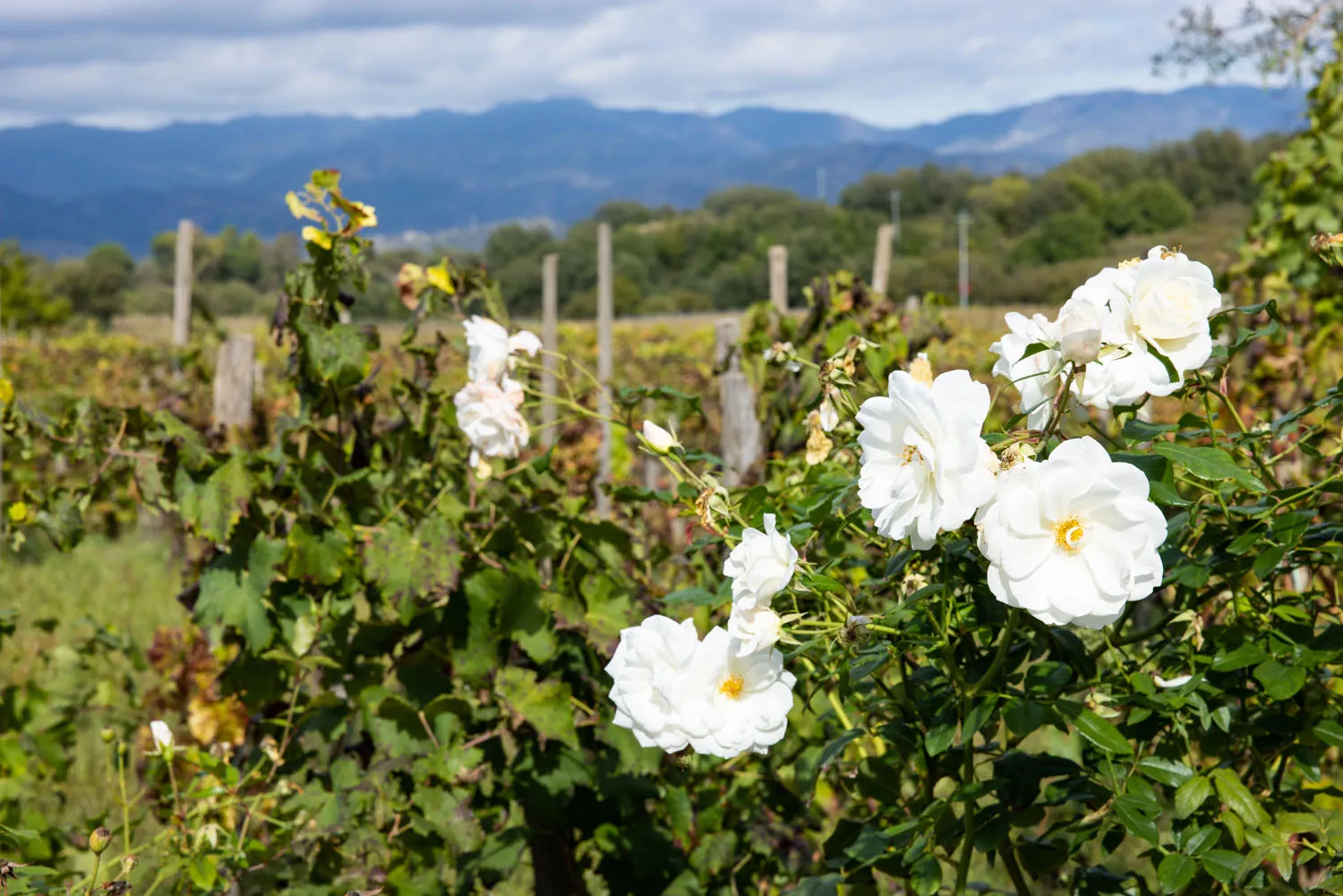 Etna Wine Region Roses