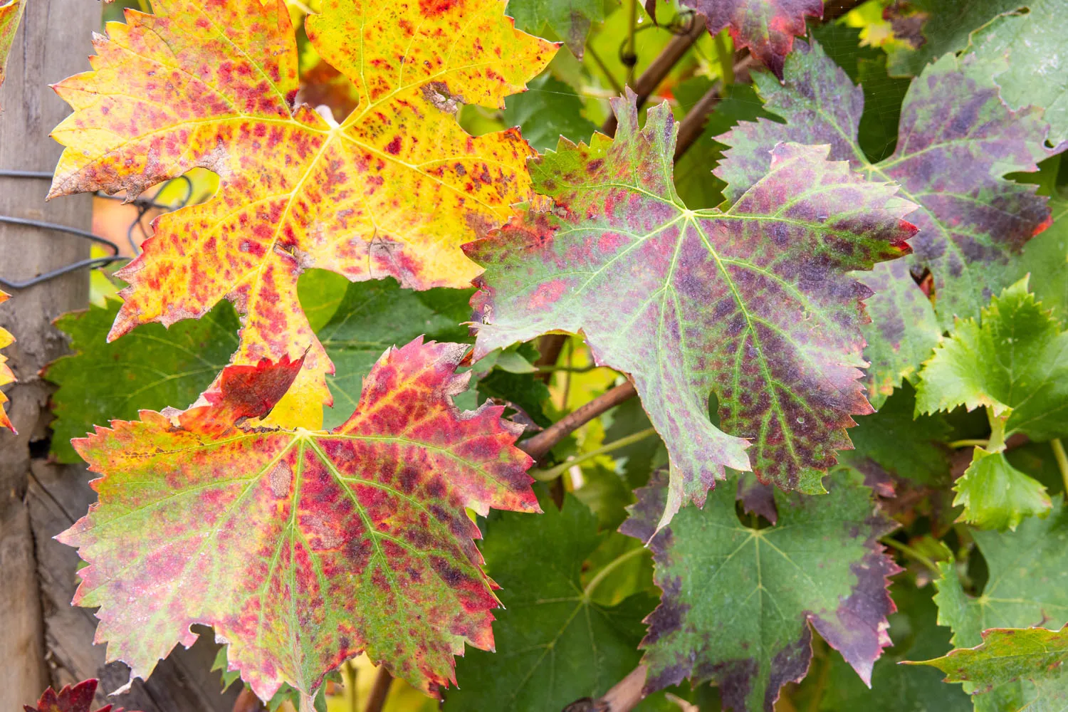 Etna Wine Region in October