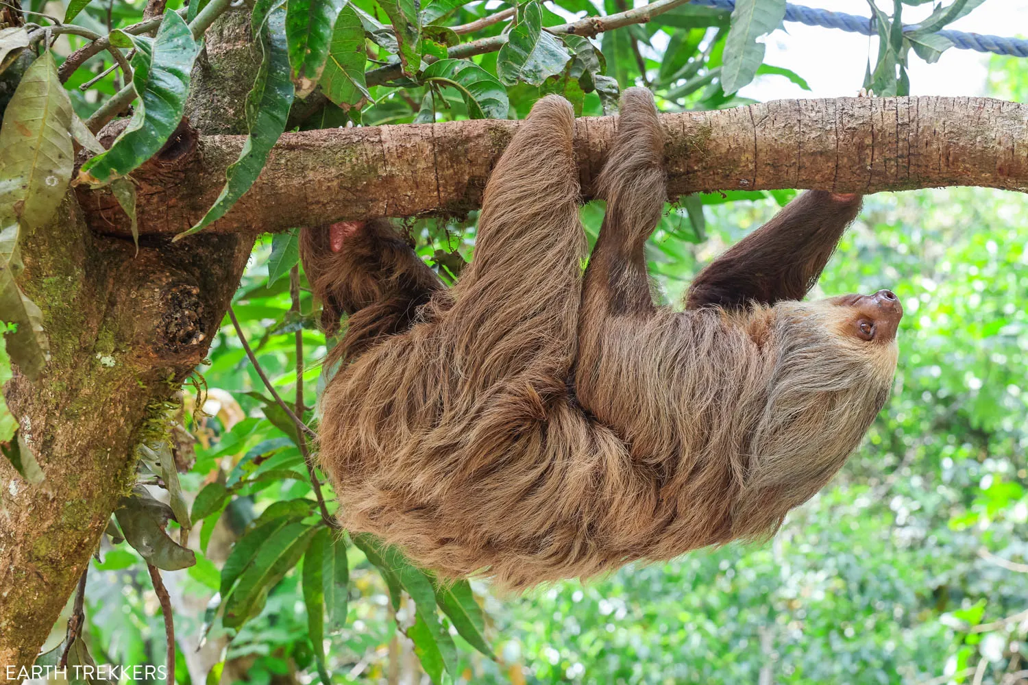 Kids Saving the Rainforest Sloth