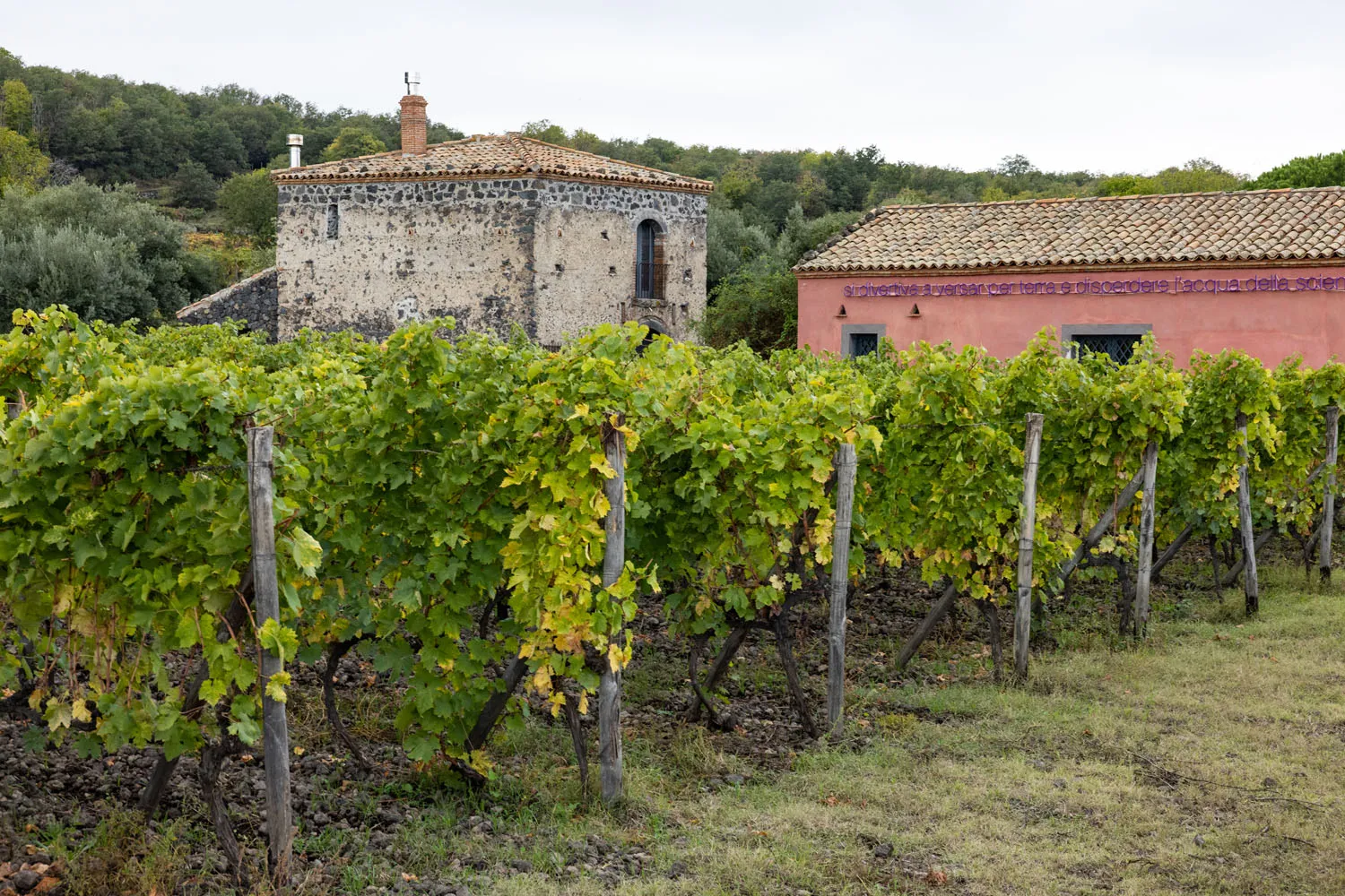Planeta Vineyard Mount Etna