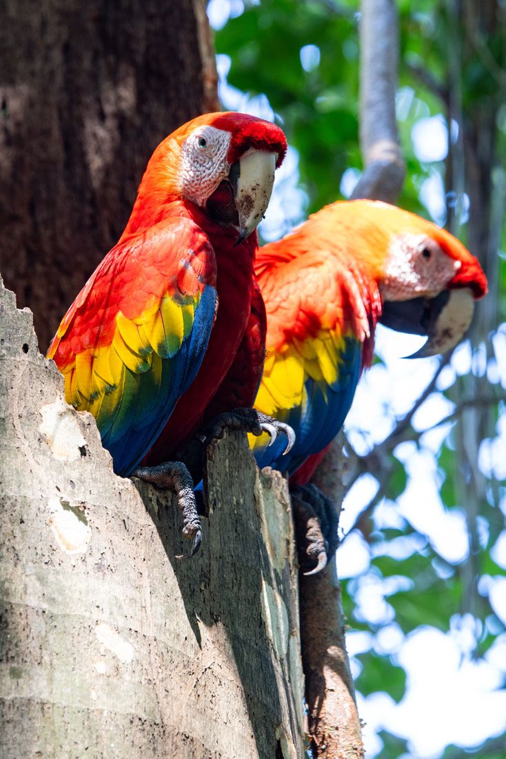 Scarlet Macaw