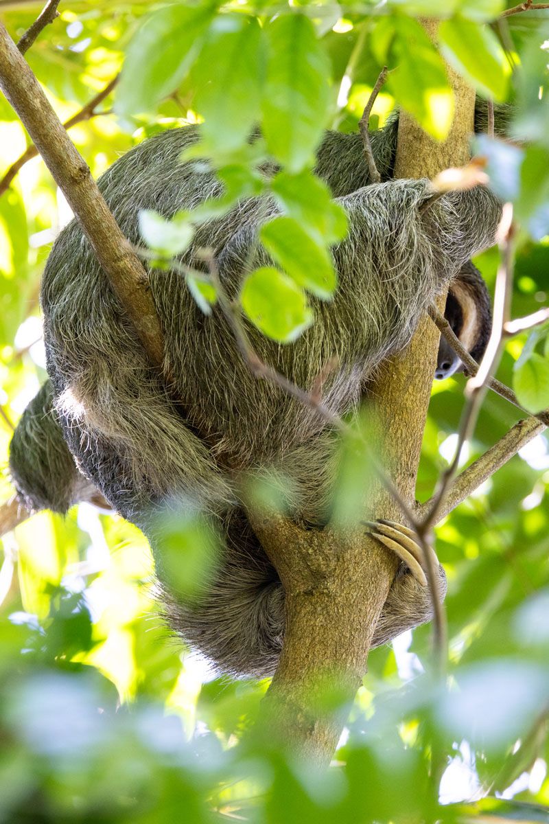 Sloth Manuel Antonio