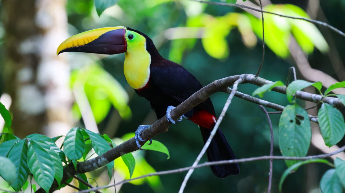Things to Do Manuel Antonio Costa Rica