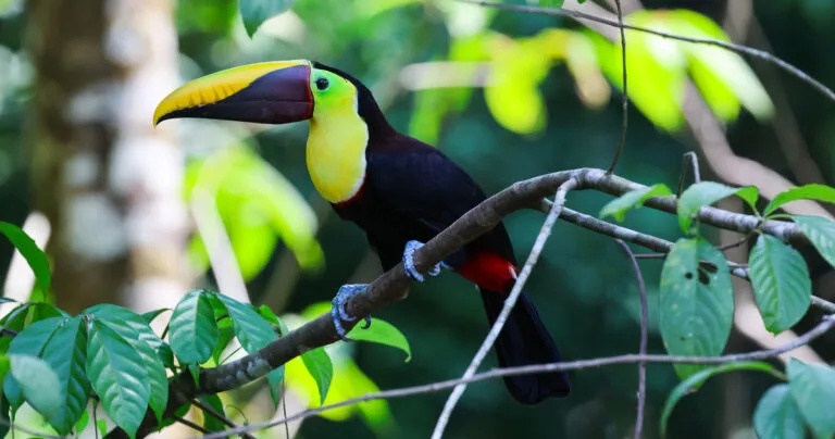 Things to Do Manuel Antonio Costa Rica