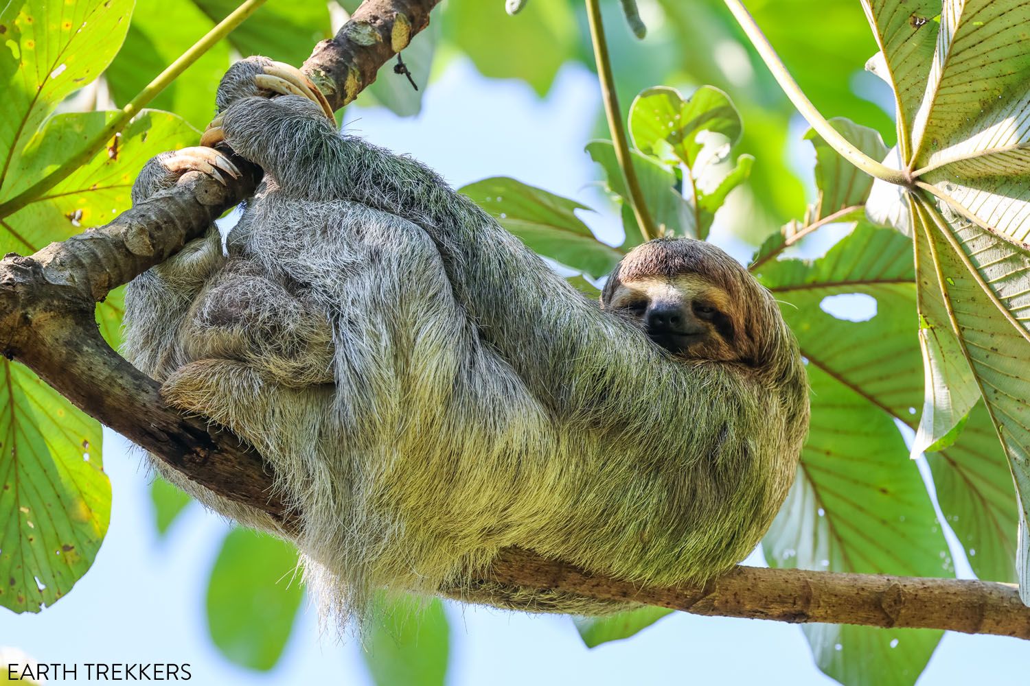 Three Toed Sloth Costa Rica