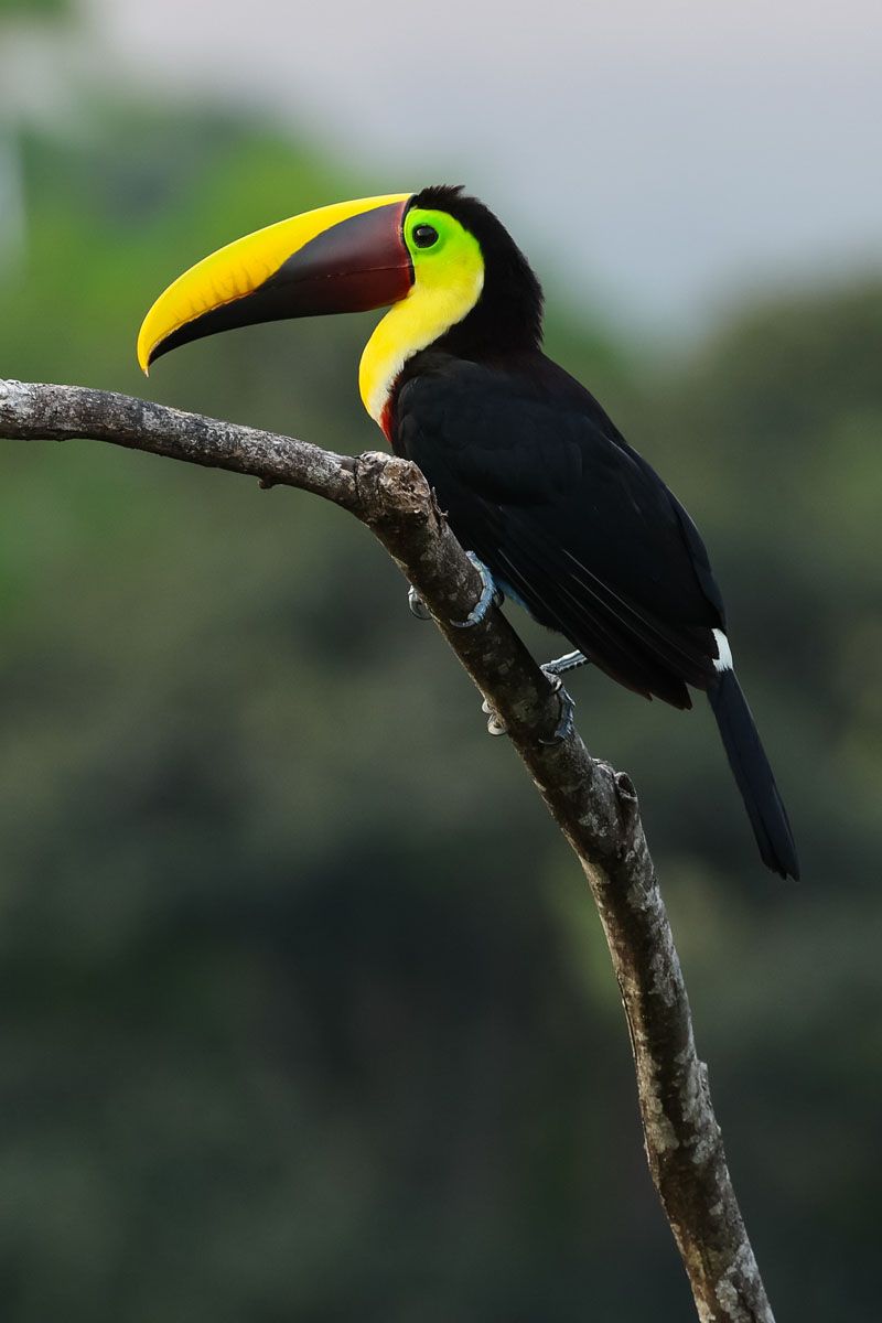 Toucan