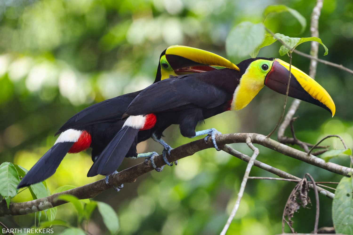 Toucans in Costa Rica