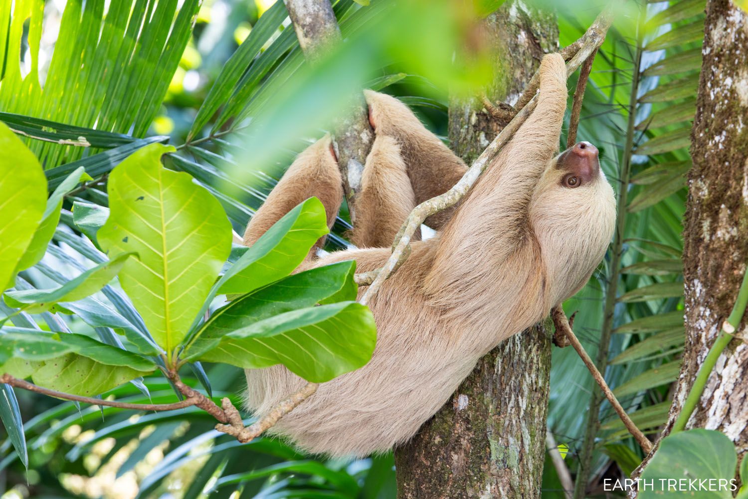 Two Toed Sloth Costa Rica