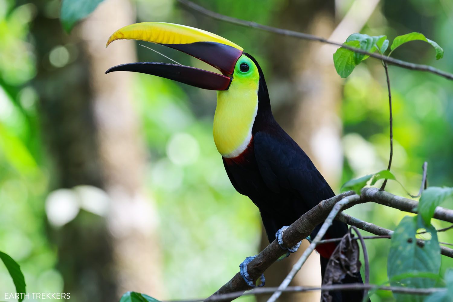 Yellow Throated Toucan Costa Rica