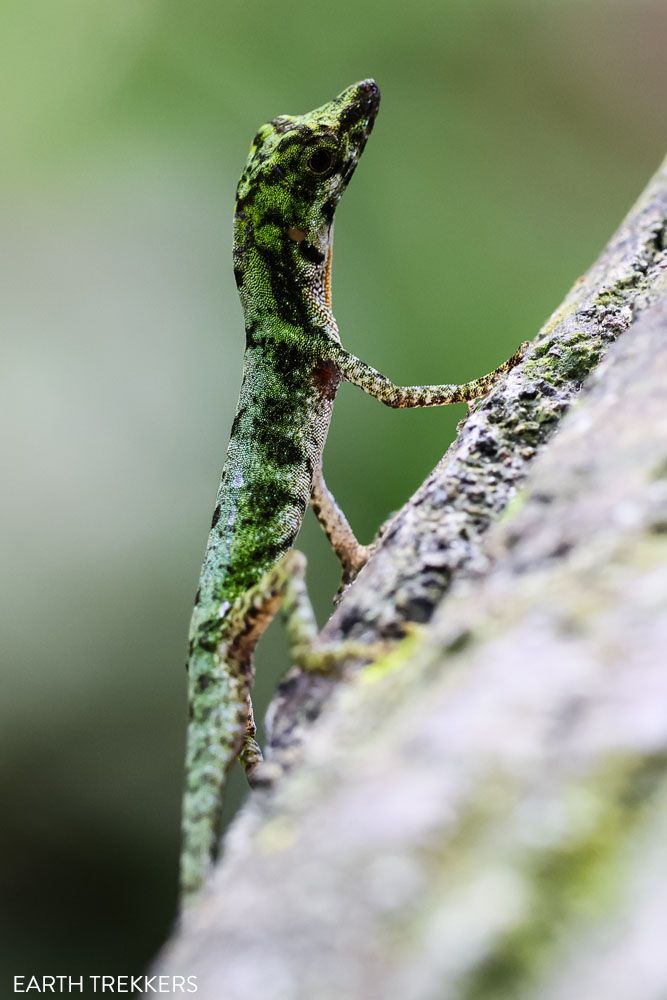 Anole Costa Rica