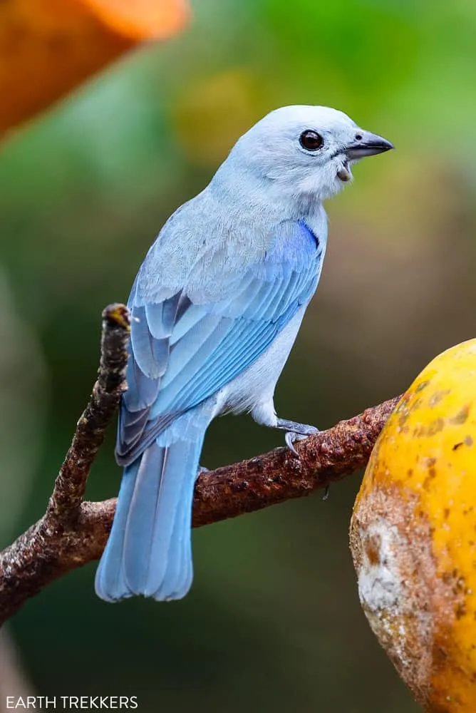 Blue Gray Tanager Photo