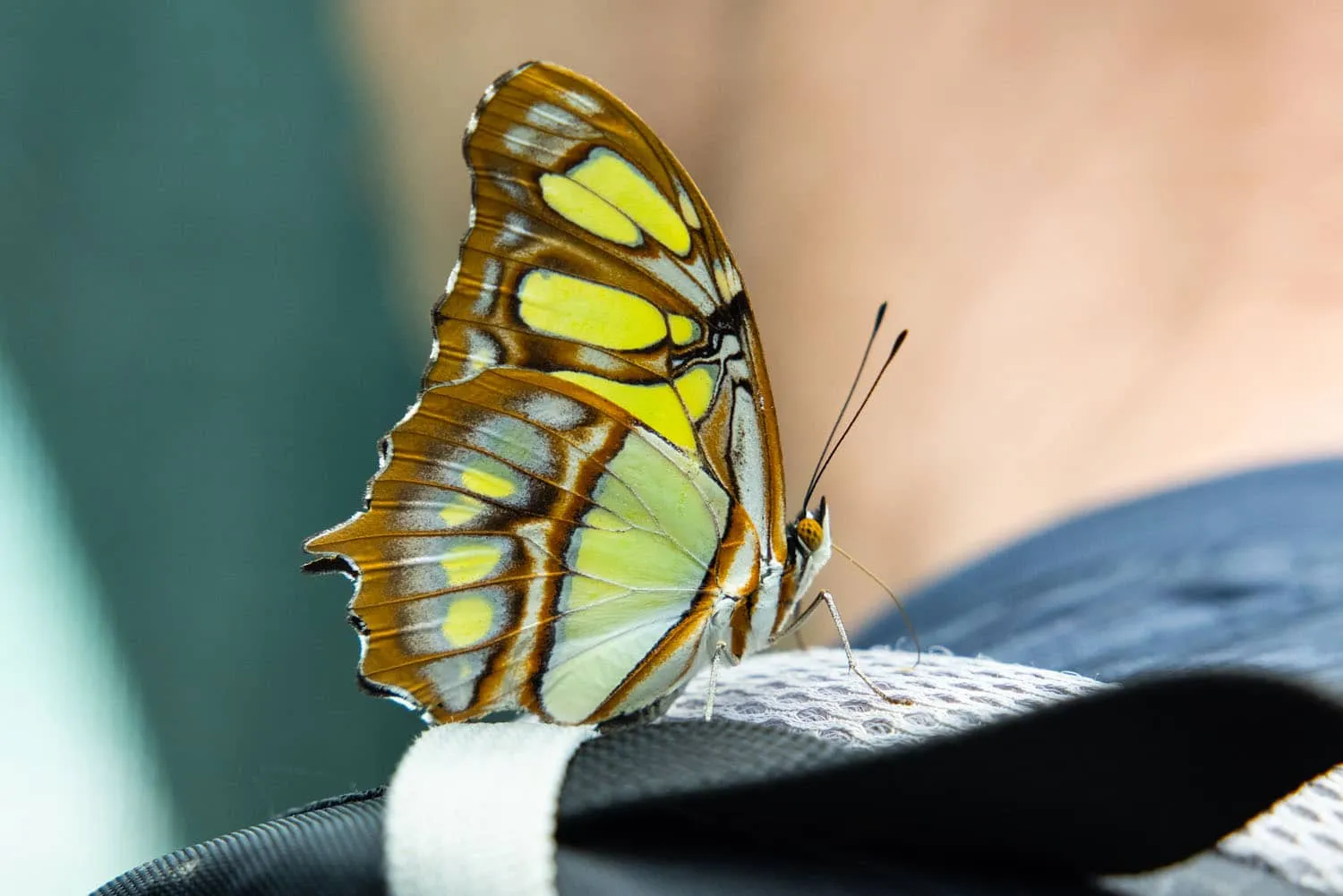 Butterfly Costa Rica