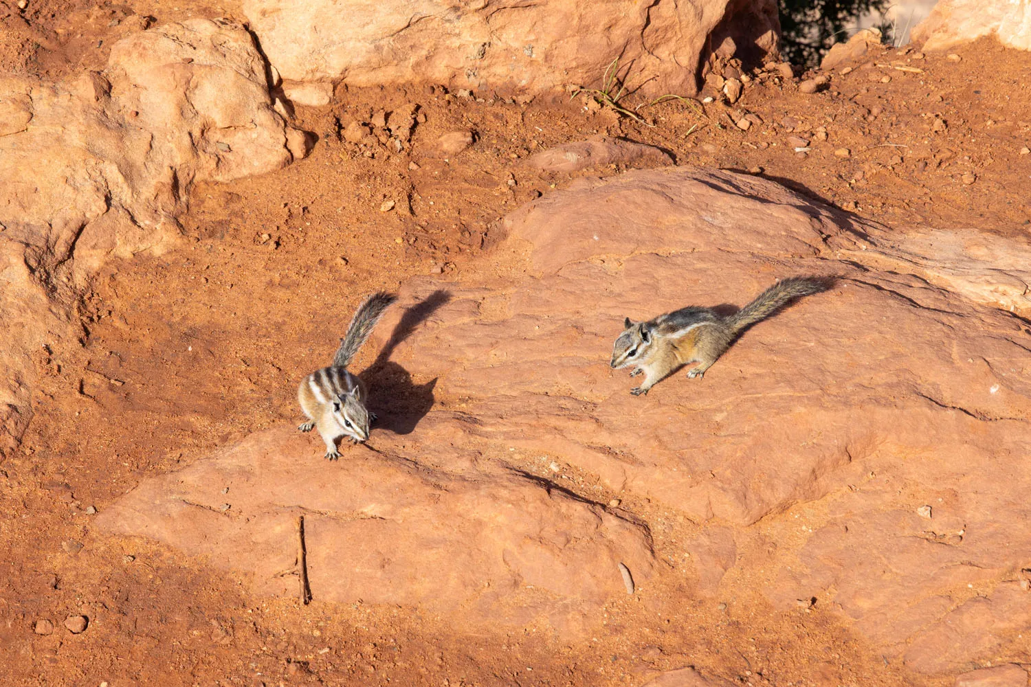 Chipmunks in Zion