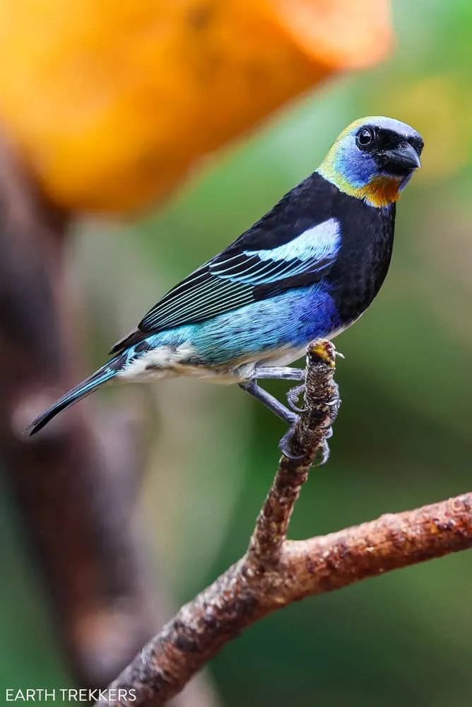 Golden Hooded Tanager