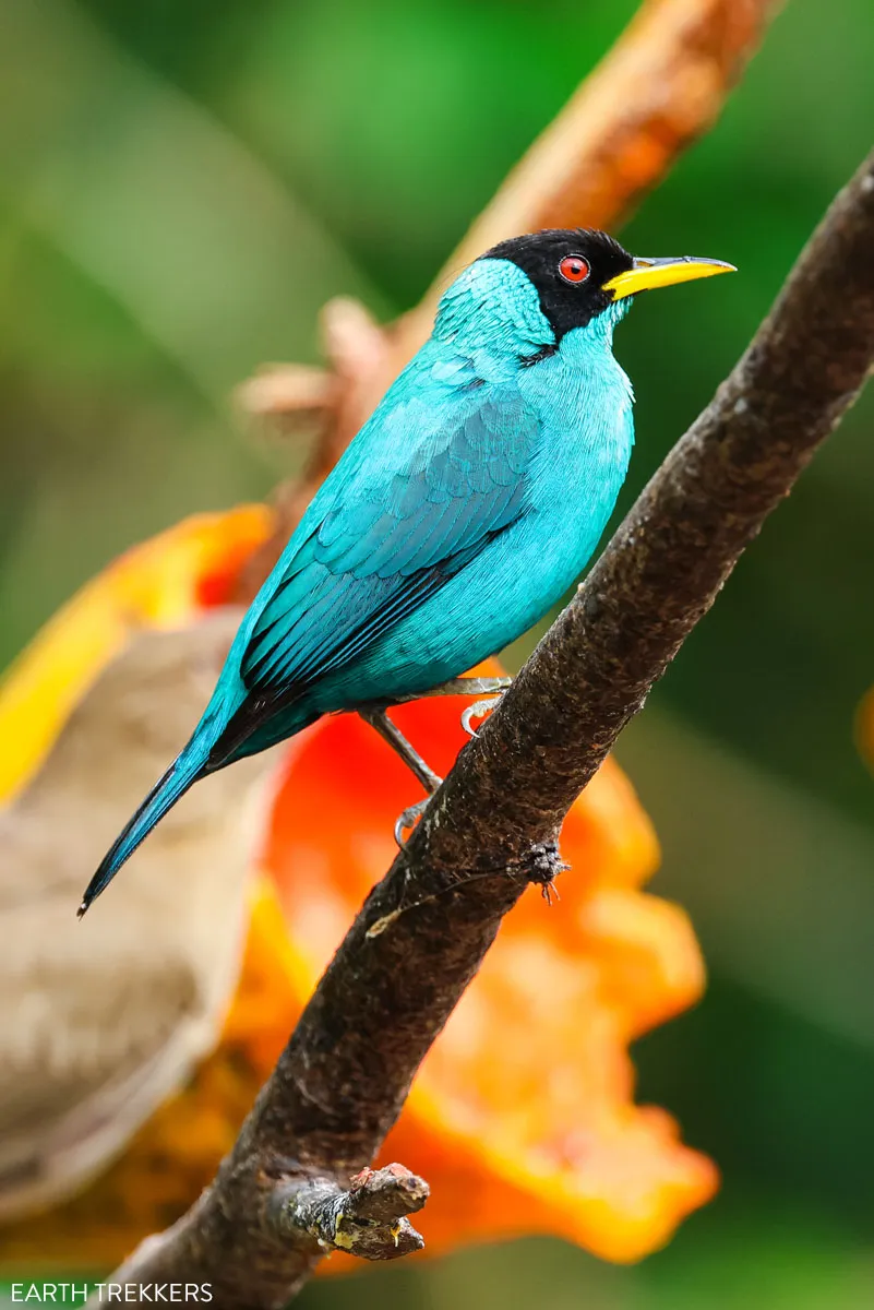 Green Honeycreeper