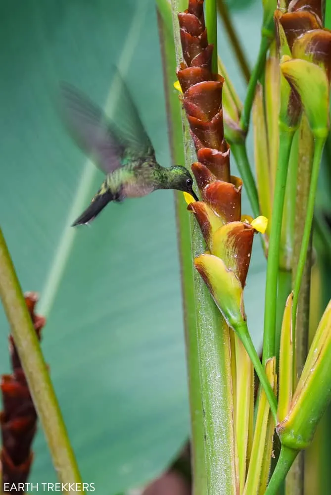 Hummingbird La Fortuna