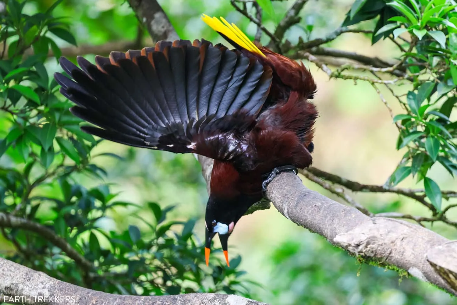 Montezuma Oropendola