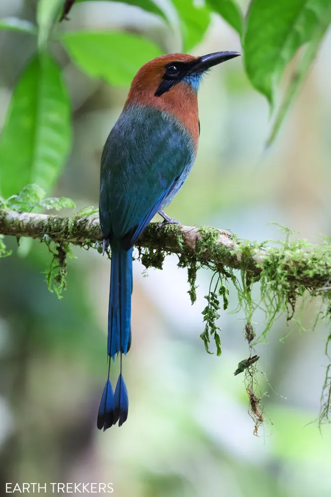 Motmot Costa Rica