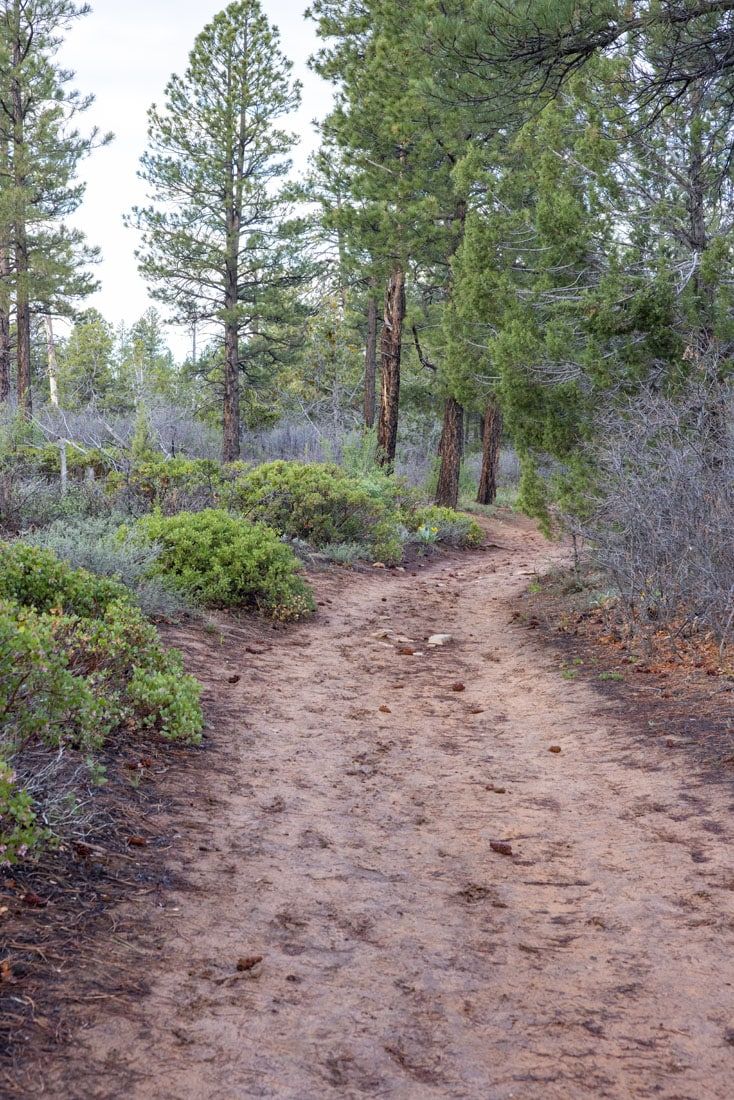 Muddy Trail to Observation Point