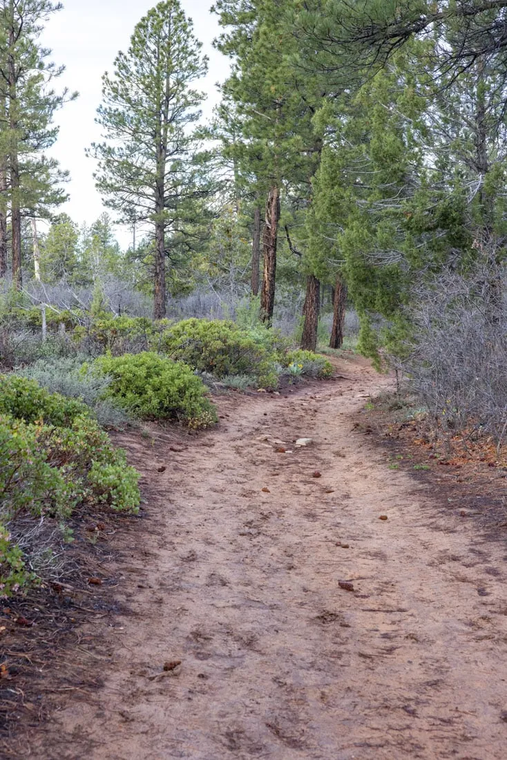 Muddy Trail to Observation Point